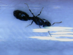 Myrmicinae
