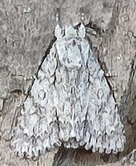 Acronicta aceris