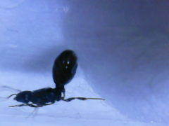 Myrmicinae