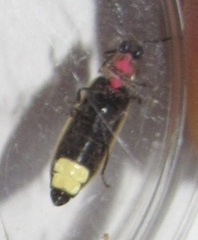Photinus carolinus