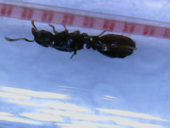 Myrmicinae