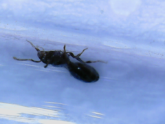 Myrmicinae