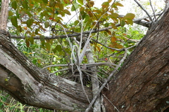 Tillandsia streptocarpa