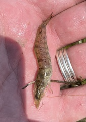 Penaeus aztecus