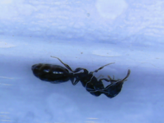 Myrmicinae