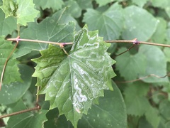 Phyllocnistis vitegenella