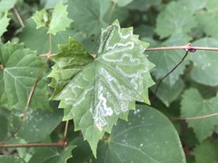 Phyllocnistis vitegenella