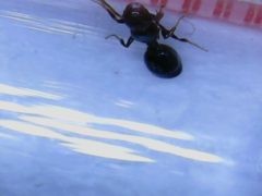 Myrmicinae