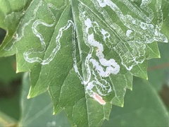 Phyllocnistis vitegenella