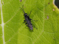 Anoplius
