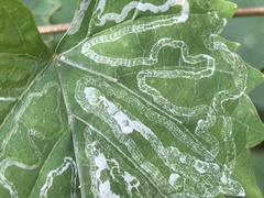 Phyllocnistis vitegenella