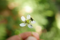 Empis pennipes