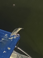 Nycticorax nycticorax
