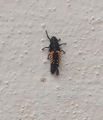 Harmonia axyridis
