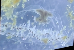 Proboscidactyla flavicirrata