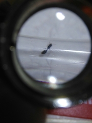 Myrmicinae