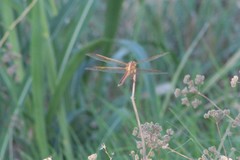 Libellula needhami