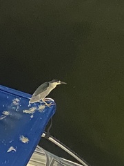 Nycticorax nycticorax