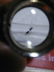 Myrmicinae