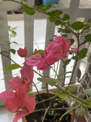 Bougainvillea