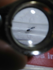 Myrmicinae