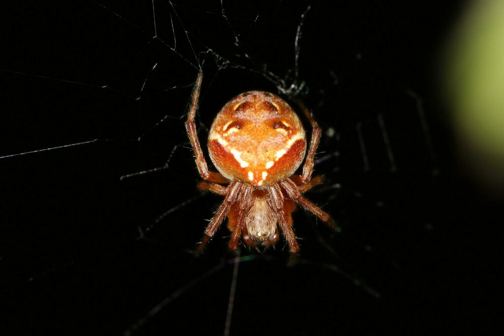 Evergreen Orbweaver