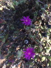 Smicrostigma
