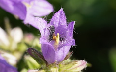 Chelostoma rapunculi