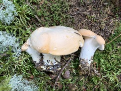 Hydnum subolympicum