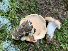 Hydnum subolympicum