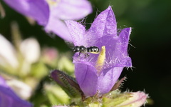 Chelostoma rapunculi
