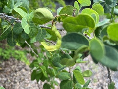 Pithecellobium unguis-cati