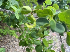 Pithecellobium unguis-cati