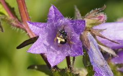 Chelostoma rapunculi