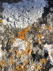 Variospora thallincola