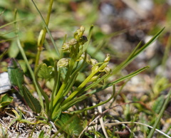 Chamorchis alpina
