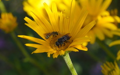 Stelis punctulatissima