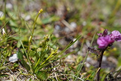 Chamorchis alpina