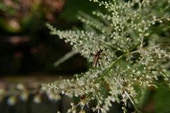 Pidonia lurida