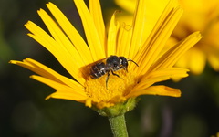Stelis punctulatissima