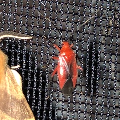 Coccobaphes frontifer