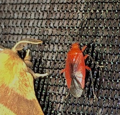 Coccobaphes frontifer