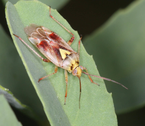 western plant bug
