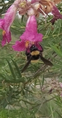 Bombus pensylvanicus
