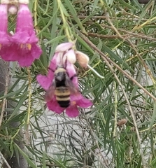 Bombus pensylvanicus