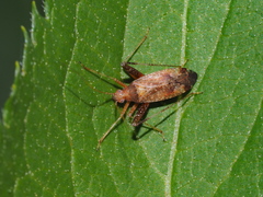 Phytocoris ulmi