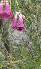 Bombus pensylvanicus