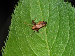 Phytocoris ulmi