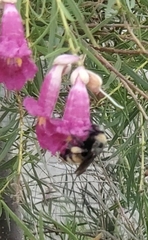 Bombus pensylvanicus