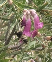 Bombus pensylvanicus